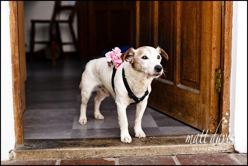 Dog at wedding with flower